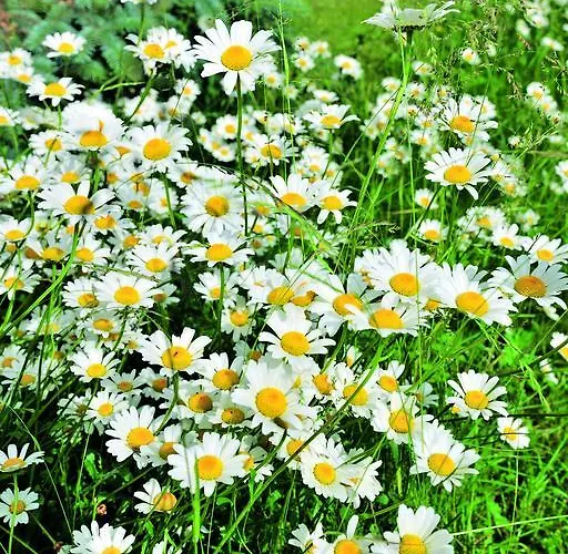 Heidi Guest house Dobel